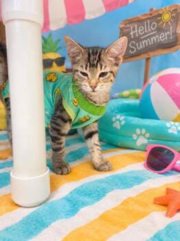 Espresso -  Domestic Short Hair Cat for Adoption in Belleville, Michigan - Espresso | PetCurious