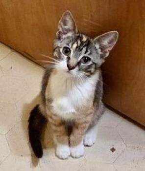 Sally -  Calico and Tabby Cat for Adoption in Wyandotte, Michigan - Sally | PetCurious