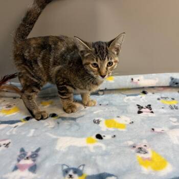 Toast -  Domestic Short Hair Cat for Adoption in San Antonio, Texas - Toast | PetCurious
