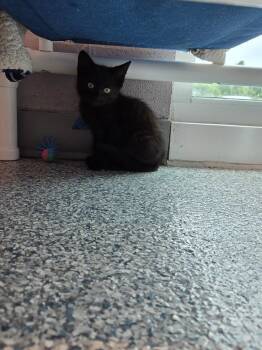 Razz -  Domestic Short Hair Cat for Adoption in Athens, Tennessee - Razz | PetCurious