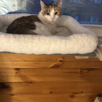 Cayenne -  Domestic Short Hair Cat for Adoption in Philadelphia, Pennsylvania - Cayenne | PetCurious