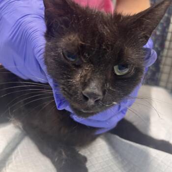 Pawleena -  Domestic Short Hair Cat for Adoption in Summerville, South Carolina - Pawleena | PetCurious