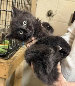 Sirius Black -  Domestic Long Hair Cat for Adoption in Apollo, Pennsylvania - Sirius Black | PetCurious