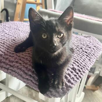 Domestic Short Hair Cats Available for Adoption in Urbandale, Iowa - Slinky | PetCurious