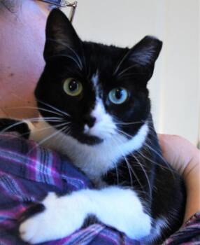 Rescue Domestic Short Hair Cats for Adoption in Loveland, Ohio - Pam | PetCurious