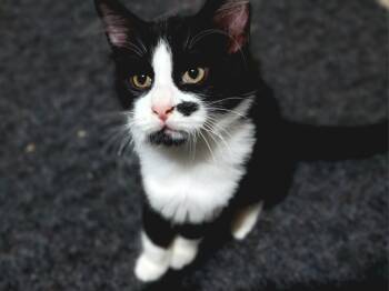 Stash -  Tuxedo Cat for Adoption in London, Ontario - Stash | PetCurious