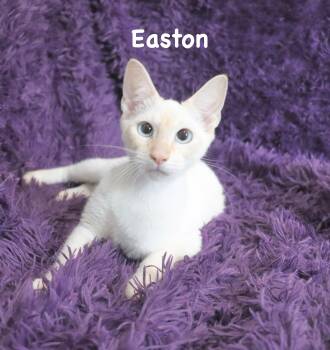 Easton -  Siamese Cat for Adoption in St. Augustine, Florida - Easton | PetCurious