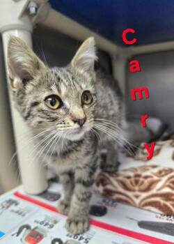 Camry -  Domestic Short Hair Cat for Adoption in Sullivan, Indiana - Camry | PetCurious