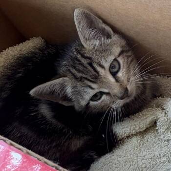 Nutmeg -  Domestic Short Hair Cat for Adoption in Greensboro, North Carolina - Nutmeg | PetCurious