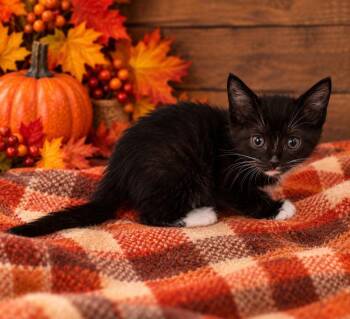 Falcon -  Domestic Medium Hair Cat for Adoption in Lagrange, Indiana - Falcon | PetCurious