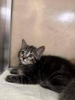 Domestic Short Hair Cats Available for Adoption in Fort Myers, Florida - INKY | PetCurious