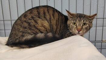 Domestic Short Hair Cats Available for Adoption in Saint Clairsville, Ohio - Kramer | PetCurious