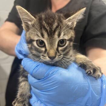 Lemon Pie -  Domestic Short Hair Cat for Adoption in Summerville, South Carolina - Lemon Pie | PetCurious