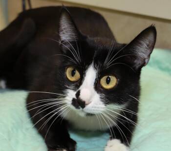 Katie -  Tuxedo Cat for Adoption in Euclid, Ohio - Katie | PetCurious