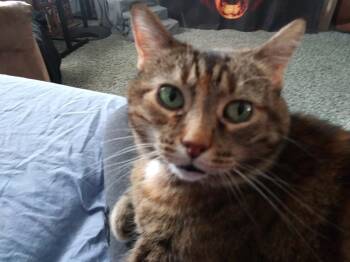 Domestic Short Hair Cats Available for Adoption - Bridget | PetCurious