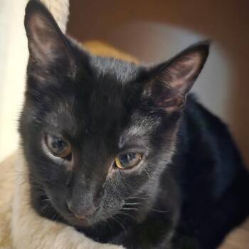 Kovu -  Domestic Short Hair Cat for Adoption in Ellensburg, Washington - Kovu | PetCurious
