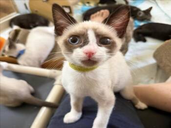 *VISION -  Snowshoe and Siamese Cat for Adoption in Woodland, California - *VISION | PetCurious