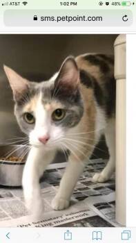 Rescue Dilute Calico Cats for Adoption in Jeffersontown, Kentucky - Juliet | PetCurious
