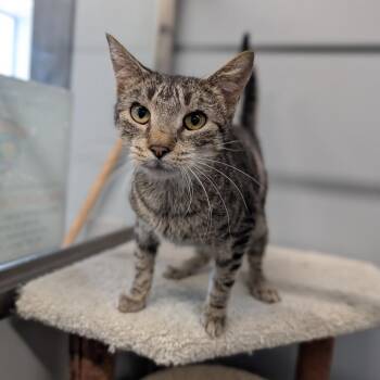 Domestic Short Hair Cats Available for Adoption - Olympia | PetCurious