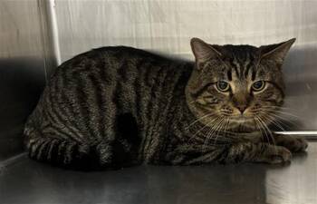 ZURG -  Domestic Short Hair Cat for Adoption - ZURG | PetCurious