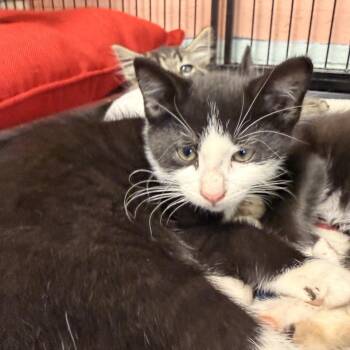 Coop -  Domestic Short Hair Cat for Adoption in Columbus, North Carolina - Coop | PetCurious