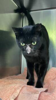 Rescue Domestic Short Hair Cats for Adoption in Long Beach, California - HENRY | PetCurious