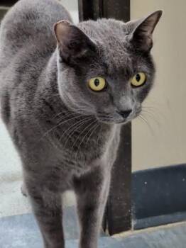 Domestic Short Hair Cats Available for Adoption in Roseville, California - Monkey | PetCurious