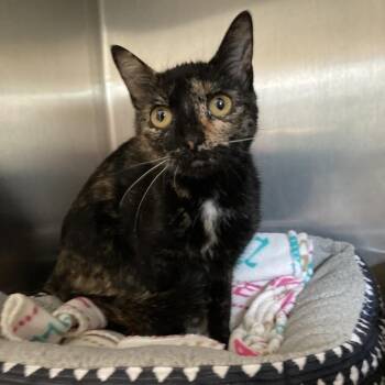 Berry -  Domestic Short Hair Cat for Adoption in Attica, New York - Berry | PetCurious