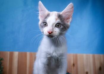 Coconut -  Dilute Calico Cat for Adoption in Lucas, Texas - Coconut | PetCurious