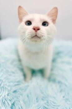 Siamese Cats Available for Adoption - Rosewood | PetCurious
