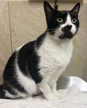 Domestic Short Hair Cats Available for Adoption in Honolulu, Hawaii - Pepper | PetCurious