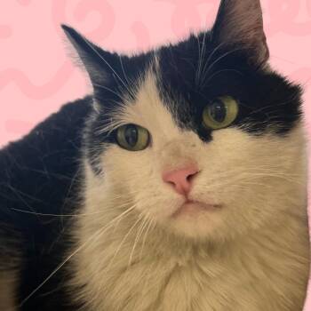 Domestic Short Hair Cats Available for Adoption in Reno, Nevada - Iris | PetCurious