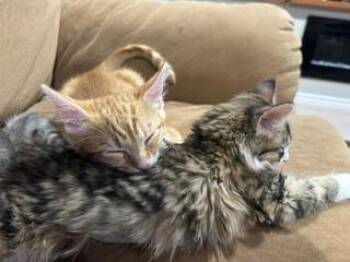 Chonk -  Domestic Short Hair Cat for Adoption in Millcreek, Utah - Chonk | PetCurious