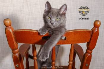 Hannah -  Russian Blue and Domestic Short Hair Cat for Adoption in Riverside, California - Hannah | PetCurious