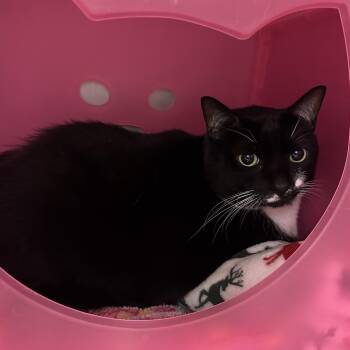 Domestic Short Hair Cats Available for Adoption in Titusville, Florida - Peppermint | PetCurious