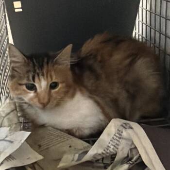 Callie -  Domestic Short Hair Cat for Adoption in Montgomery, Alabama - Callie | PetCurious