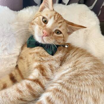 Rescue Domestic Short Hair Cats for Adoption in Los Angeles, California - Phoenix | PetCurious