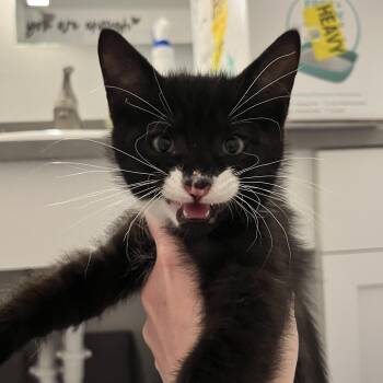 Lookout -  Domestic Short Hair Cat for Adoption in Hudsonville, Michigan - Lookout | PetCurious
