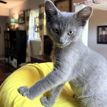 Ingalls - Athens GA -  Domestic Short Hair Cat for Adoption in Greensboro, Georgia - Ingalls - Athens GA | PetCurious