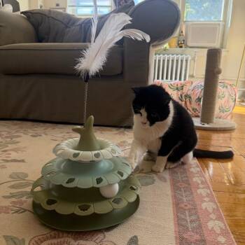 Prudence -  Domestic Short Hair Cat for Adoption in Evanston, Illinois - Prudence | PetCurious