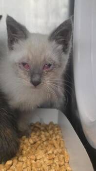 Sabrina -  Siamese Cat for Adoption in El Paso, Texas - Sabrina | PetCurious
