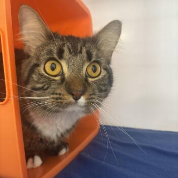 Yamisu -  Domestic Short Hair Cat for Adoption in Houston, Texas - Yamisu | PetCurious