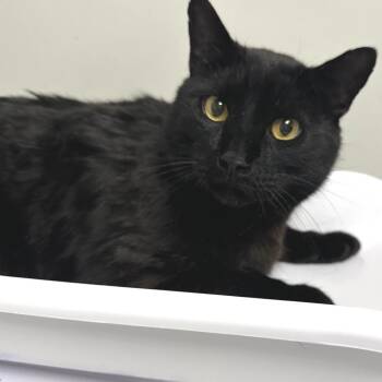Domestic Short Hair Cats Available for Adoption in Concord, North Carolina - Leviathan | PetCurious