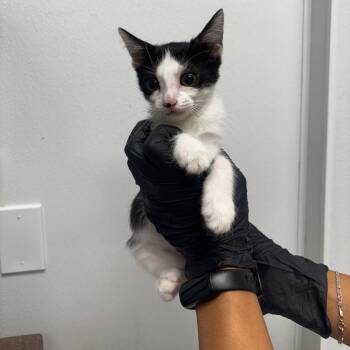 Diamond -  Domestic Short Hair Cat for Adoption in Abilene, Texas - Diamond | PetCurious