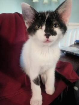 Aphrodite -  Domestic Short Hair Cat for Adoption in Ogden, Utah - Aphrodite | PetCurious