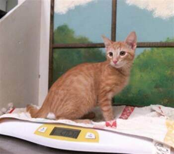 CHUCKY -  Domestic Short Hair Cat for Adoption in Houston, Texas - CHUCKY | PetCurious