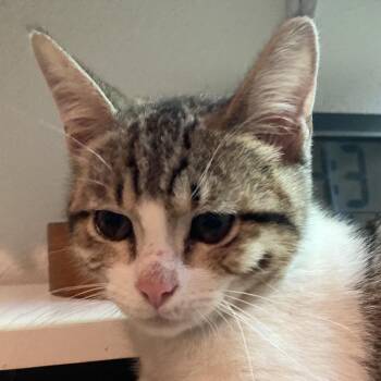 Domestic Short Hair Cats Available for Adoption in Fresno, California - Megan | PetCurious