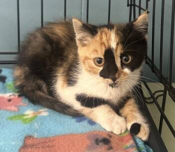 Rescue Domestic Short Hair Cats for Adoption in Vallejo, California - Mya | PetCurious