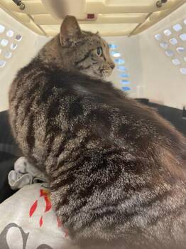 Domestic Short Hair Cats Available for Adoption - EVIE | PetCurious