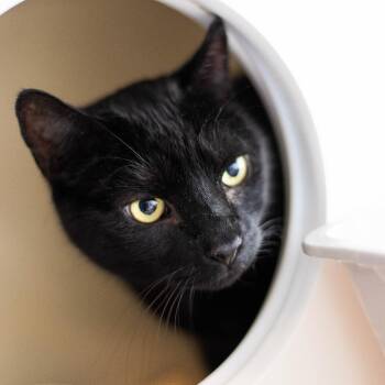 Midnight -  Domestic Short Hair Cat Available for Adoption in South Burlington, Vermont - Midnight | PetCurious